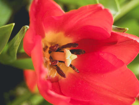 Tulip Flower