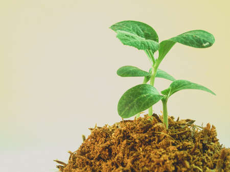 Young tree plant