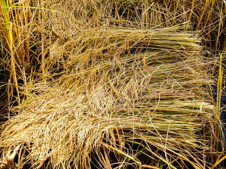 green rice farm