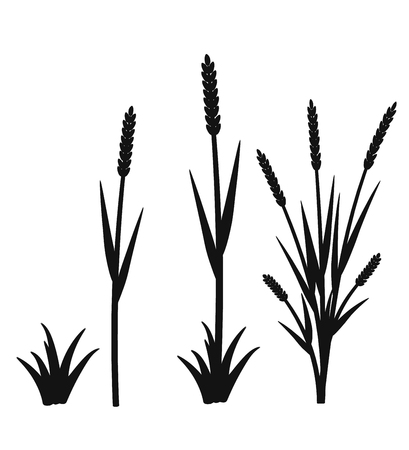 Silhouette of grass with inflorescences spike. Vectorのイラスト素材