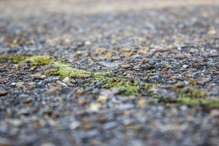 Blurred background, a crack in the old asphalt, overgrown with green mossの写真素材
