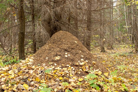 Large nest under the old tree. Anthill in the autumn forest, fallen yellow leavesの写真素材