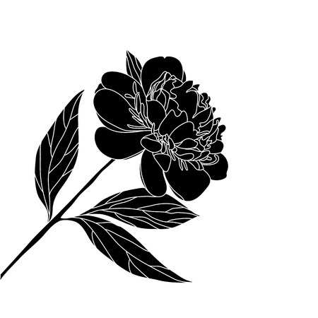 Black peony flower silhouette. One flower with stem and leaves.のイラスト素材