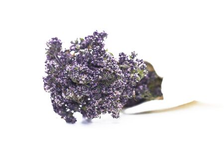 Dried oregano branch. Flowers and leaves of oregano. Isolated on white background