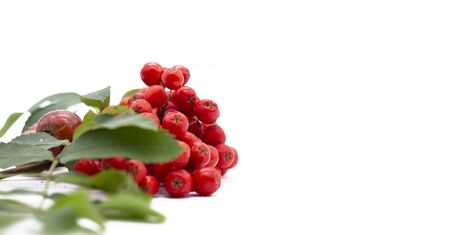 Rowan berry ,mountain ash, Sorbus aucuparia, isolated on a white backgroundの写真素材