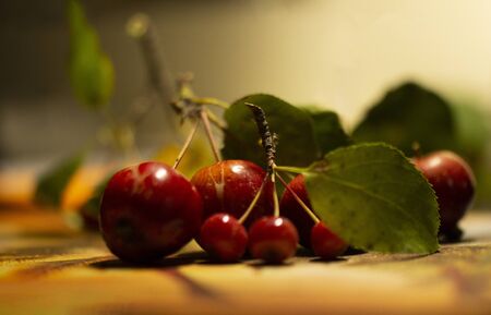 small apples on a branch. isolated apples are a small variety the size of cherriesの写真素材
