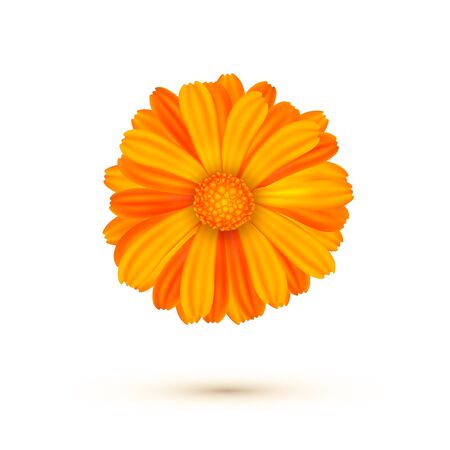 Calendula vector illustration isolated. One calendula flowerのイラスト素材