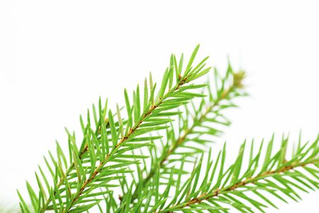 Fir tree branch isolated on a white backgroundの写真素材