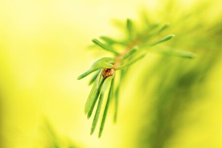 A branch of green spruce on a blurred yellow backgroundの写真素材