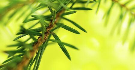 A branch of green spruce on a blurred yellow background