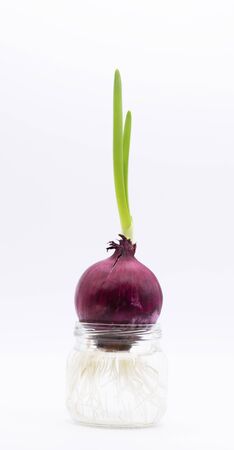 The bulb is planted in a jar of water. Green onion sproutの写真素材