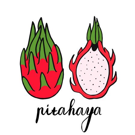 Dragon fruit, whole and half. Vector picture painted by hand. Vector sketchのイラスト素材