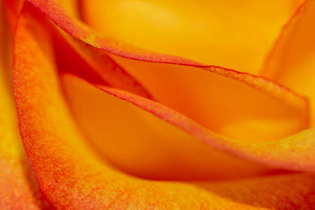 Yellow rose with red edges. Isolated, macro backgroundの写真素材