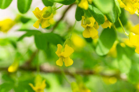 Blossoming yellow acacia with leaves on green background. Cassia fistula yellow flowers. Acacia flowers on long branch. Closeup, selective focusの写真素材
