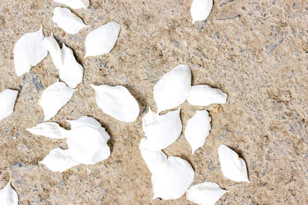 The white petals of the flowering tree fell to the ground. Apple petals or cherries lie on the...