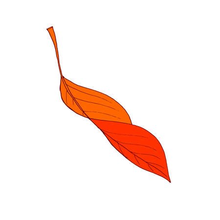 Autumn leaf fly in the wind. Tree leaf. Vectorのイラスト素材