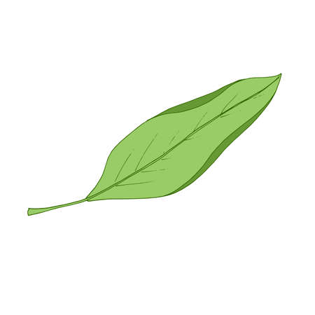 Autumn leaf fly in the wind. Tree leaf. Vectorのイラスト素材