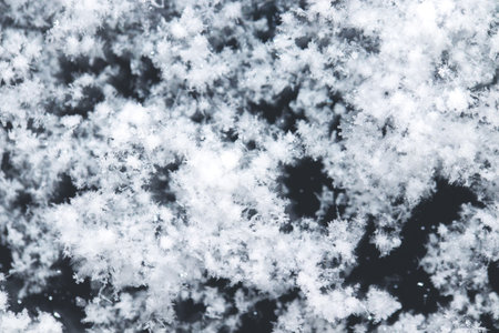 Snow grains and snowflakes are sprinkled on the black hood of the car. Fresh slightly wet snow, warm...