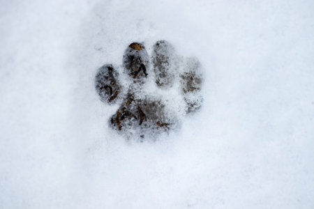 The footprint of one of the animals paws on the white snow.の写真素材
