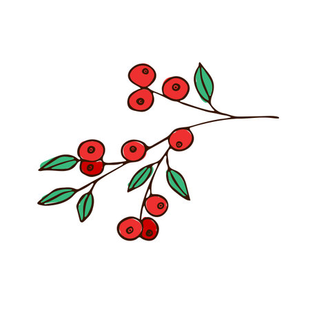 A cluster of red berries with green leaves. Illustration, sketchのイラスト素材