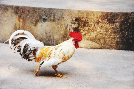 cock walking to find the foodの写真素材