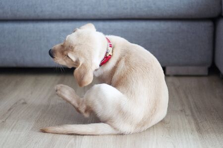 Beautiful Labrador Retriever Puppy on laminate wood background. Labrador Retriever Portrait playing in living room.  Happy Labrador Retriever sitting in living room. Cute puppy dog resting at home sweet home.の写真素材
