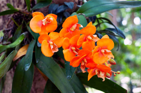 Beautiful Vanda Orchid flower in Chaingmai Thailand. Beautiful Natural Orchid flower in the garden. Natural Orchid plant.の写真素材