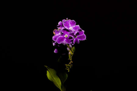 Purple flower on a black backgroundの写真素材