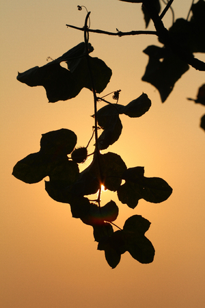 Tree at sunsetの写真素材