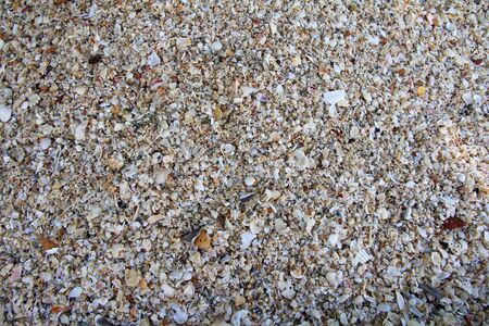 A background of Seashells の写真素材
