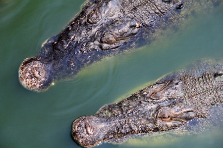 Saltwater Crocodile floating aroundの写真素材