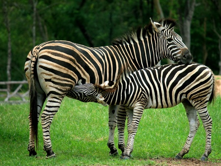 Mother and a baby Zebraの写真素材