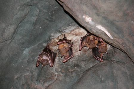 A group of bats hanging upside down in the cave, Thailand - Asiaのeditorial素材