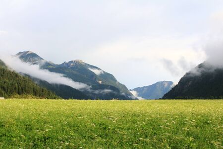 White and Yellow Spring Flower Field in Tirol, Austrian Alpsの写真素材
