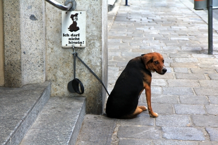 A dog waiting outside the building, near the  No Dogs Allowed  signの写真素材
