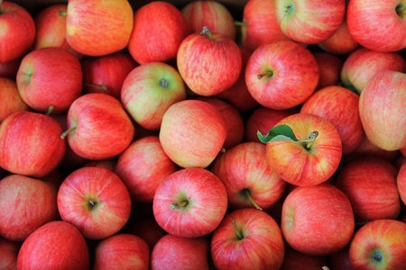 Background photo of Freshly picked ripe Red Apples の写真素材