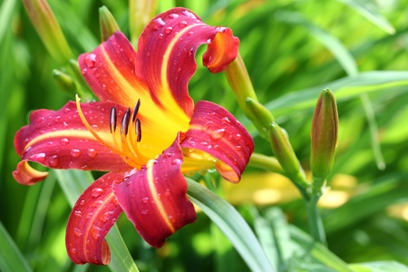 Colorful Red-Orange Lily   Lilium flower blossoms in the Gardenの写真素材
