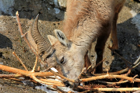 A Young Steinbock, The Alpine ibex, eats Twigs during the Winter in Alpsの写真素材