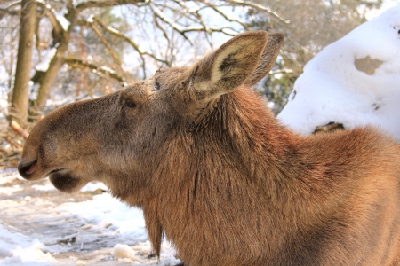 Close up head shot of A female moose - Eurasian elk, lives in the Alpsの写真素材