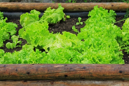 Home-grown vegetable to make fresh saladの写真素材