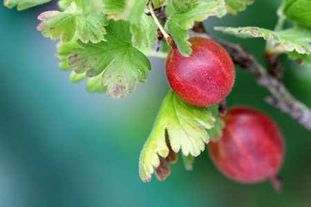 Closeup of fresh ripe home-grown Gooseberryの写真素材