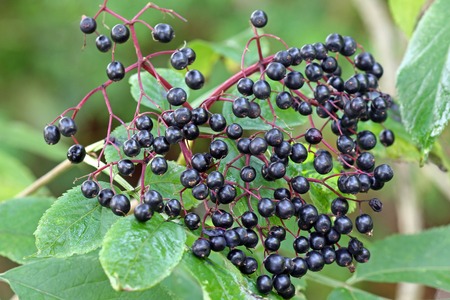 Elderberry  Sambucus Berries  tree with fruit in the gardenの写真素材