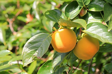 Persimmon tree with fruit in the orchardの写真素材