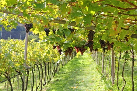 Ripe red wine Grapes in Trentino-Alto Adige, Italyの写真素材