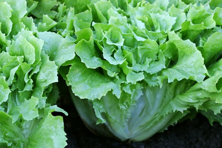Home grown Broad-leaved Endive Salad leaves in the garden