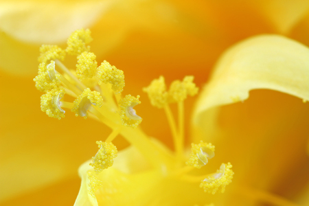 Closeup photo of Pollen grains of the Ruffled hibiscusの写真素材