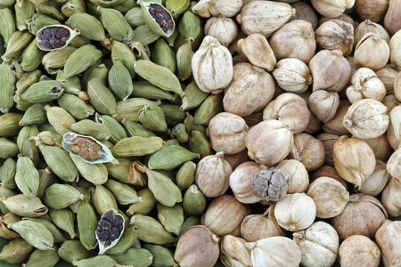 Closeup of Dried green Cardamon pods and Round Siamese Cardamom (Camphor Seed)の写真素材