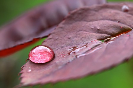Closeup of Droplets of water on wild rose leavesの写真素材