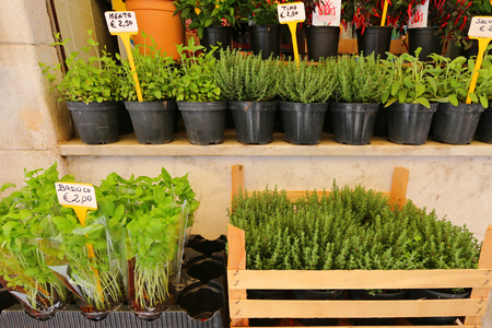Different types of fresh herbs in pots for sale at the Italian market in Venice, Italyの写真素材