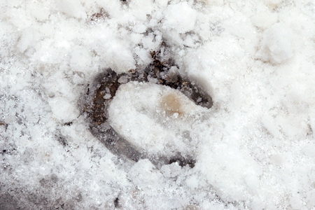 Closeup photo of a foot print of horse shoes on snow during the winterの写真素材